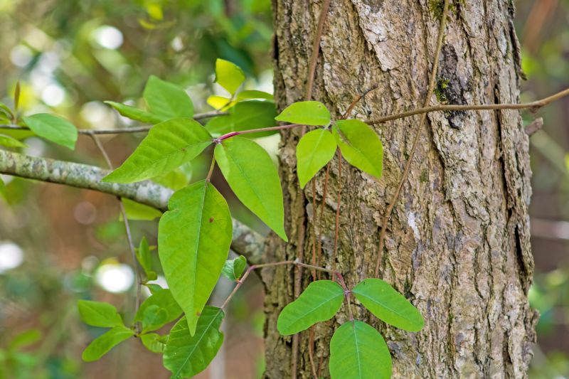 Increase Your Poison Ivy Removal Business with an AI Driven, Targeted Website