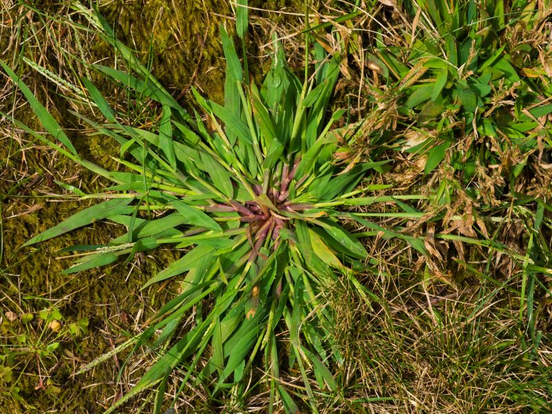 Crabgrass Prevention in Rockwall, TX