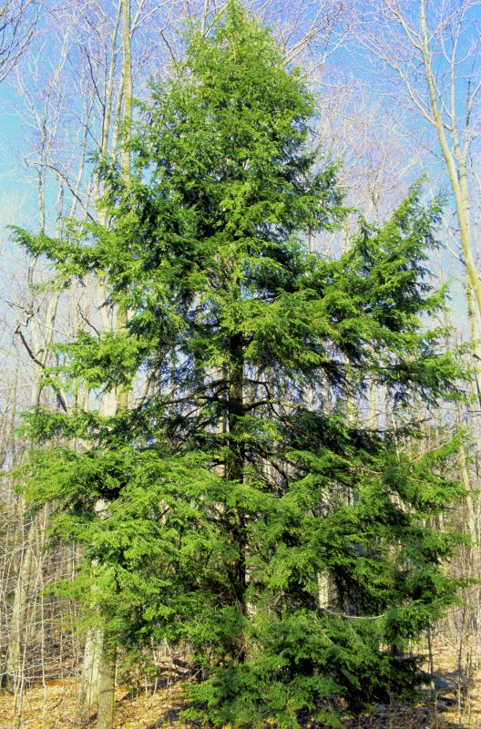 Hemlock Removal in Pottstown, PA