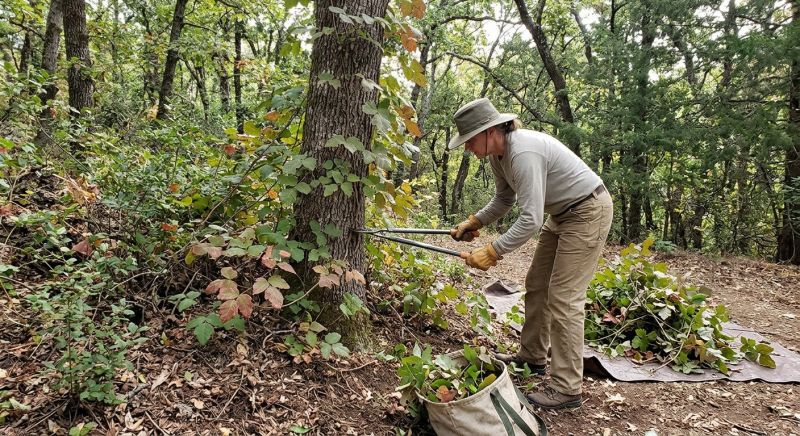 Hemlock Removal in Bucks County, PA