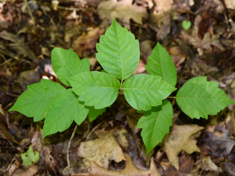 Poison Ivy Removal in Montgomery County, PA
