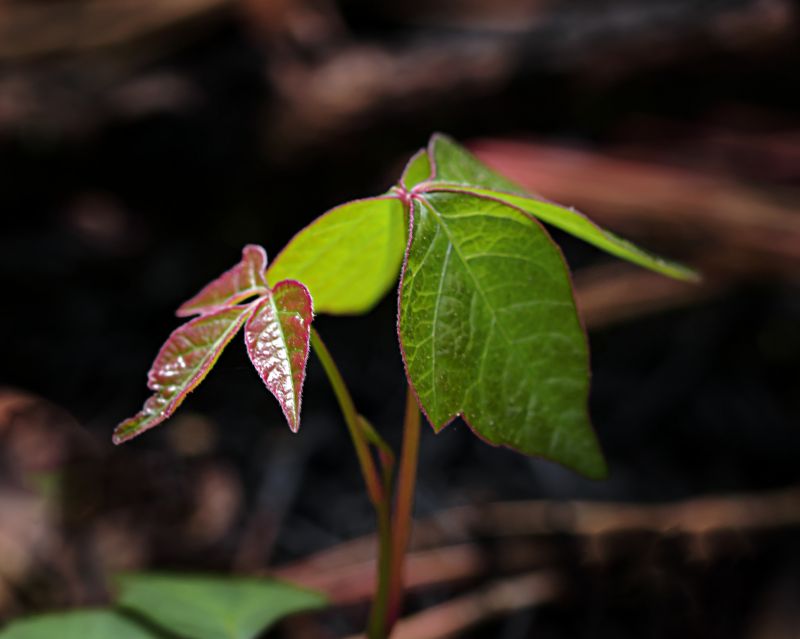 Poison Ivy Removal in Bucks County, PA