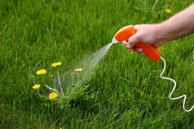 Thistle Control in Rockwall, TX