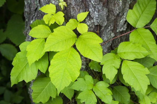 Poison Ivy Service