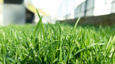 Grass Treatment in Ventura County, CA