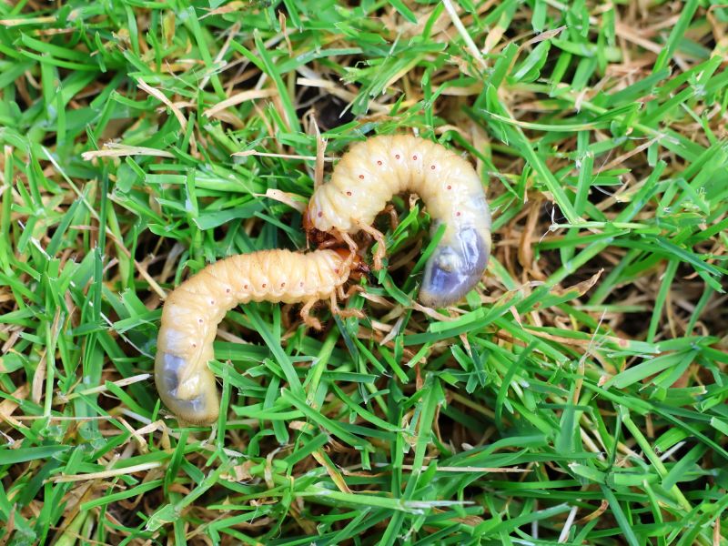 Grub Control in Honolulu, HI