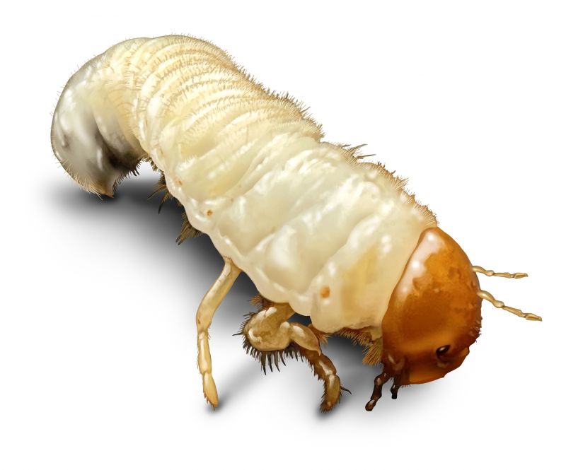 Grub Prevention in Ventura County, CA