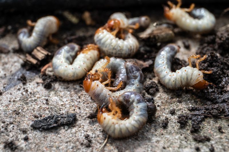 Grub Prevention in Ventura County, CA