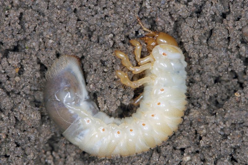 Grub Prevention in Honolulu, HI
