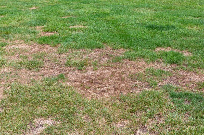 Lawn Disease Treatment in Ventura County, CA