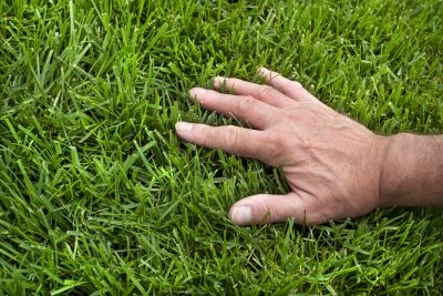 Lawn Enrichment in Honolulu, HI