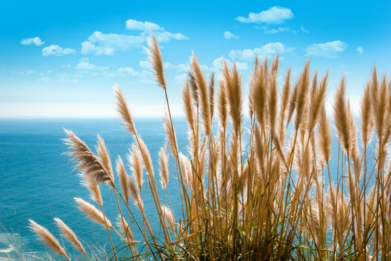Pampas Grass Control in Honolulu, HI