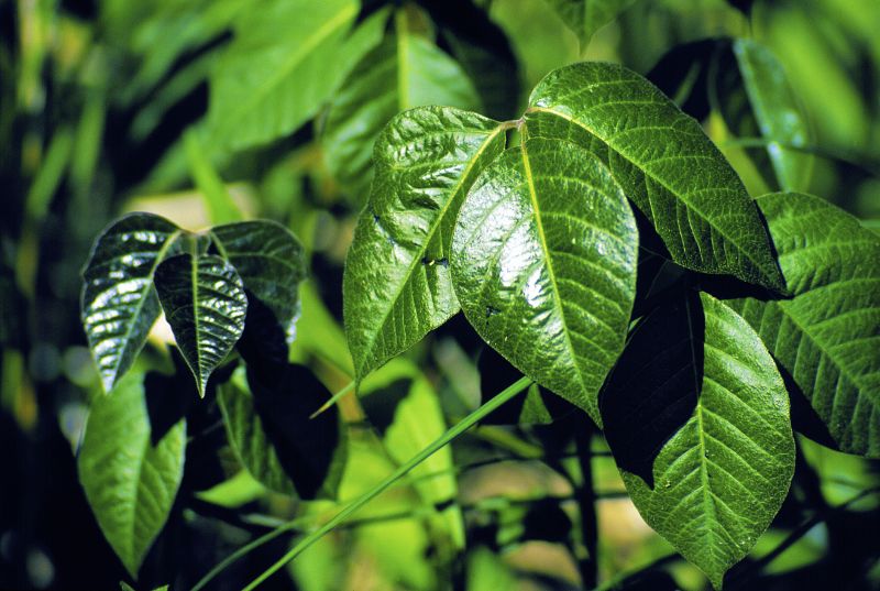 Poison Ivy Removal in Wilmington, DE
