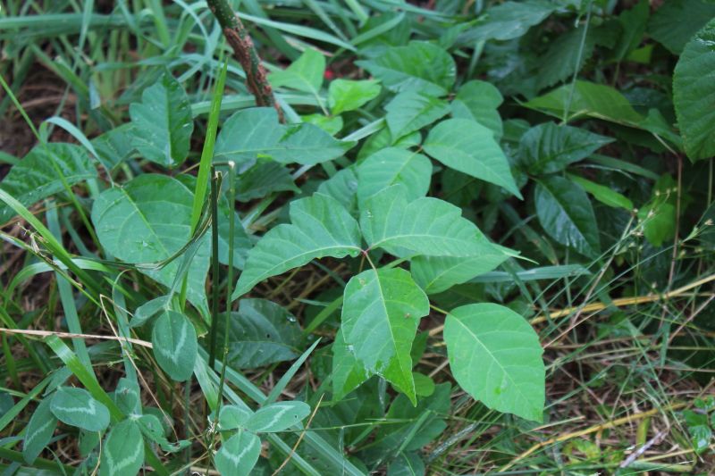 Poison Ivy Removal in Honolulu, HI