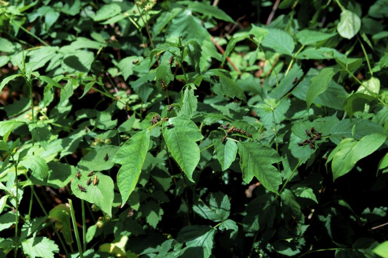 Poison Ivy Removal in Pottstown, PA