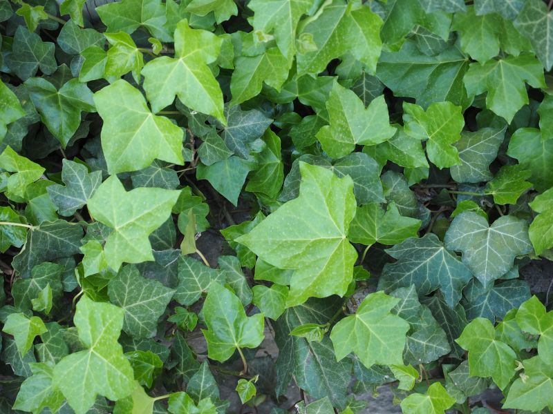 Regrowth After Removal