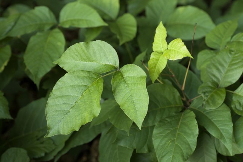 Identifying Poison Ivy