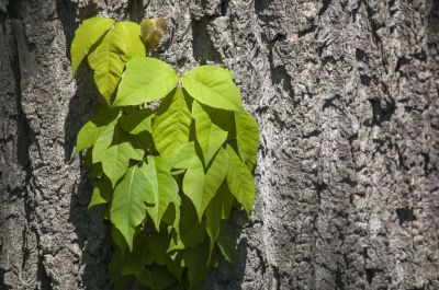Poison Ivy in Vegetation