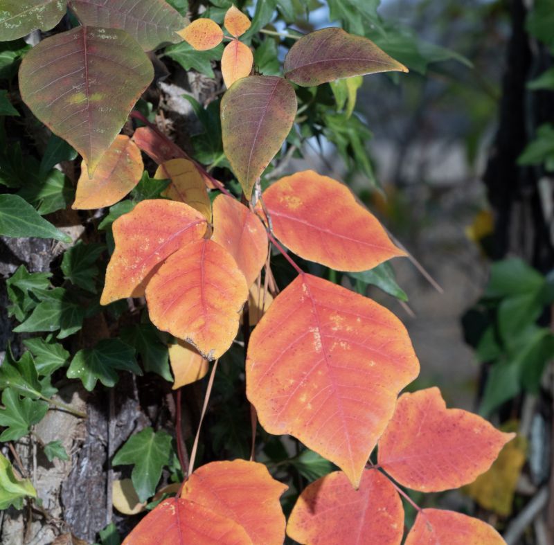 Poison Oak Removal in Allentown, PA
