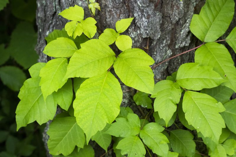 Poison Oak Removal in Burlington County, NJ