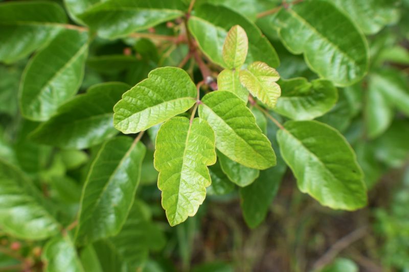 Poison Oak Removal in Lancaster, PA