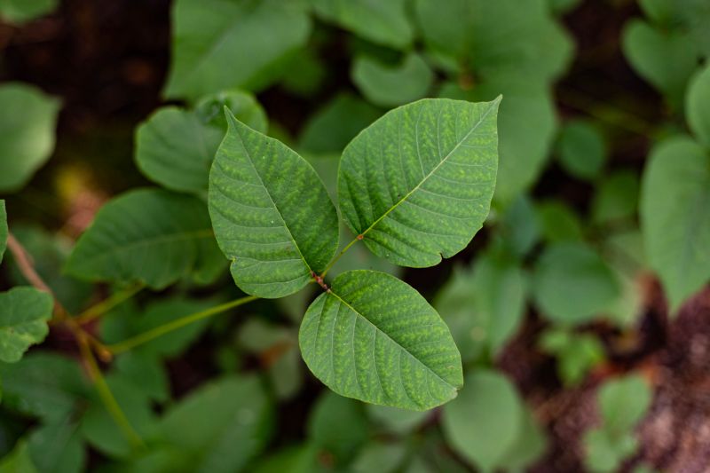 Poison Oak Removal in Pottstown, PA