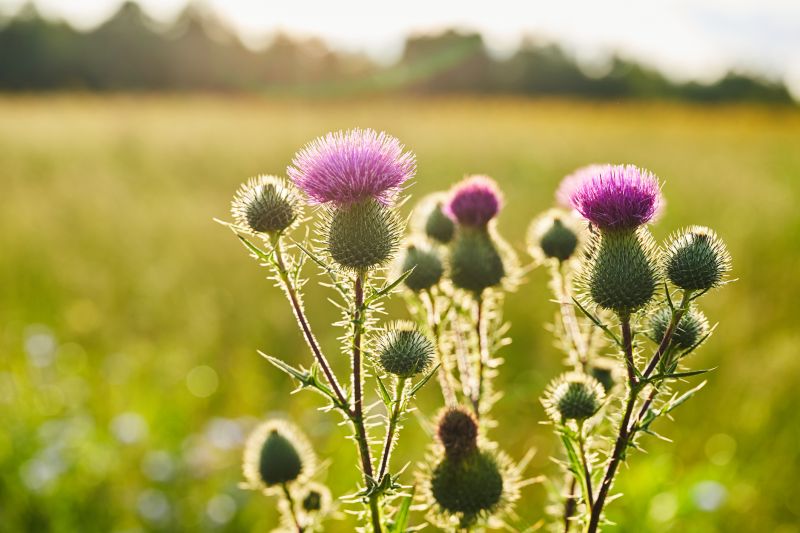 Thistle Control in Rockwall, TX