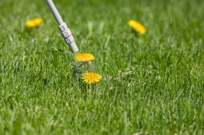 Thistle Control in Aiken, SC
