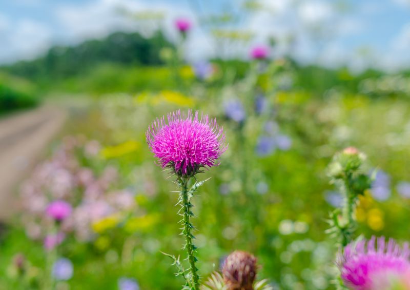 Thistle Control in Ventura County, CA