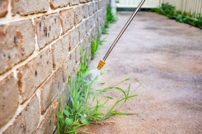 Thistle Treatment in Ventura County, CA